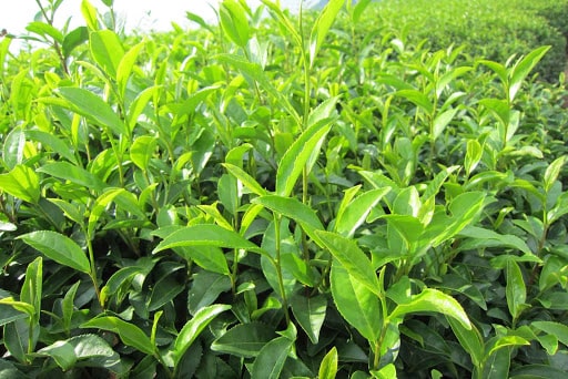 feuilles de thé matcha 