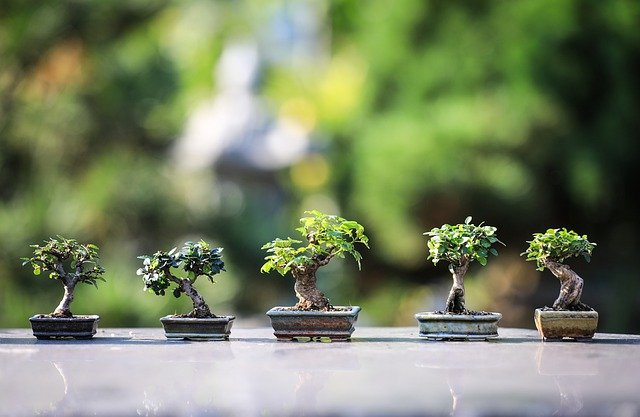 différents pots de bonsai et différent bonsai